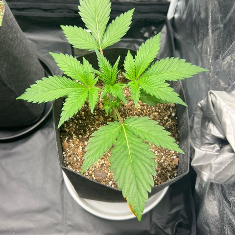 Cream Caramel #1 growlog timeline photo