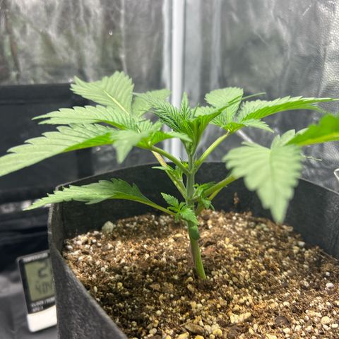 Cream Caramel #1 growlog timeline photo
