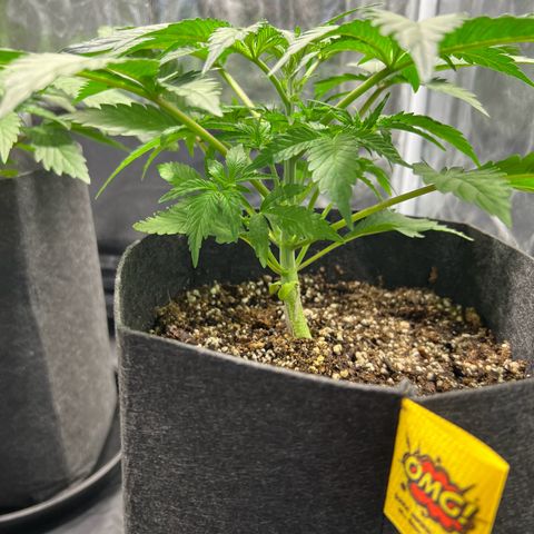 Cream Caramel #1 growlog timeline photo