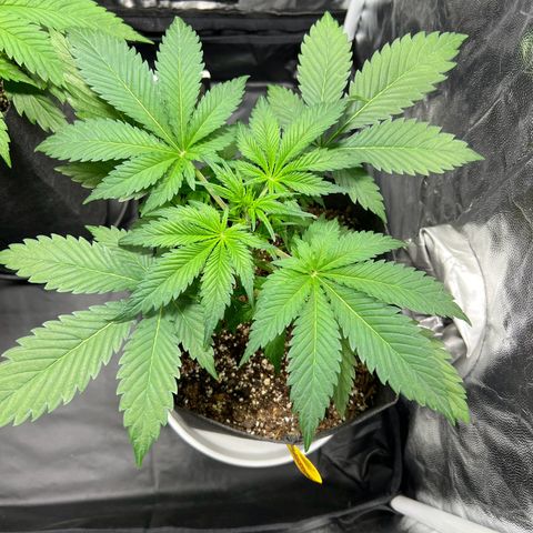 Cream Caramel #1 growlog timeline photo