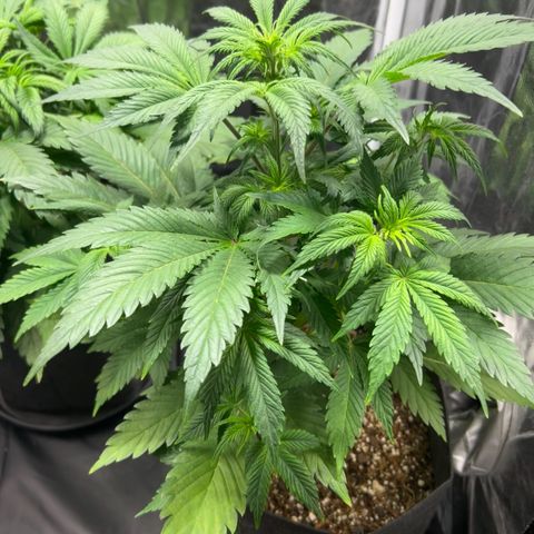 Cream Caramel #1 growlog timeline photo