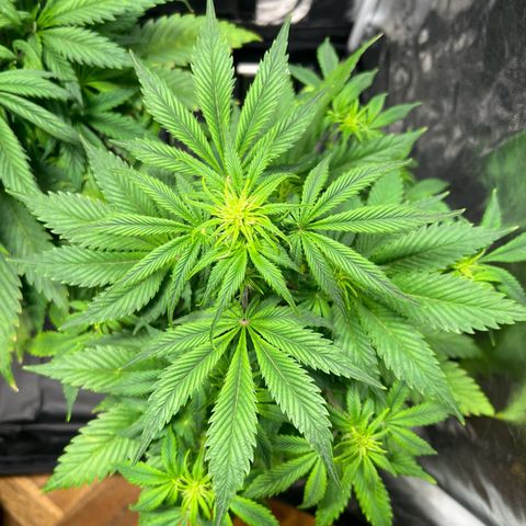 Cream Caramel #1 growlog timeline photo