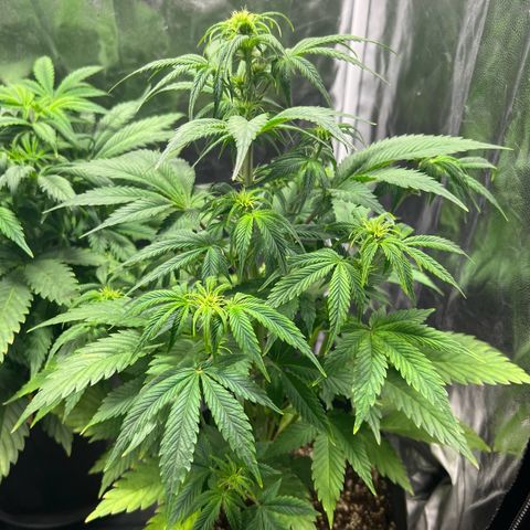 Cream Caramel #1 growlog timeline photo