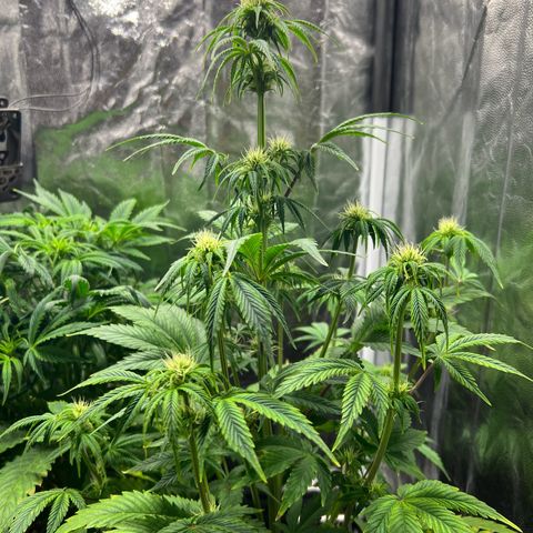 Cream Caramel #1 growlog timeline photo