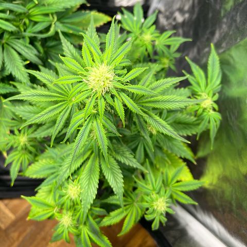 Cream Caramel #1 growlog timeline photo