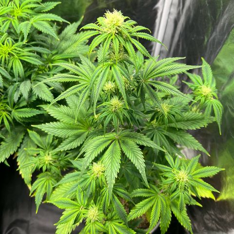 Cream Caramel #1 growlog timeline photo