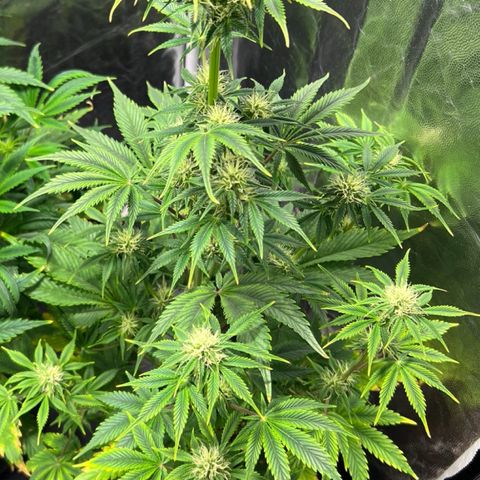 Cream Caramel #1 growlog timeline photo