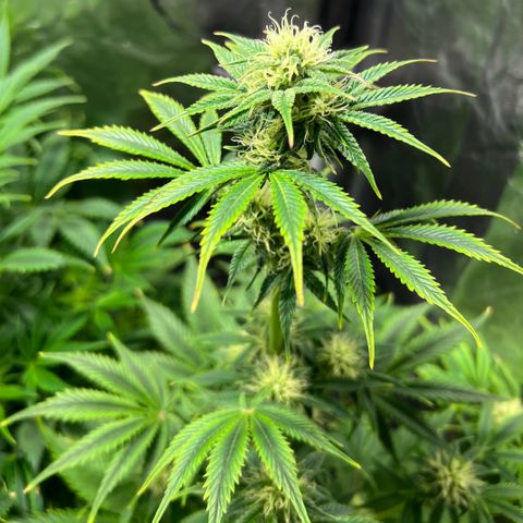 Cream Caramel #1 growlog timeline photo
