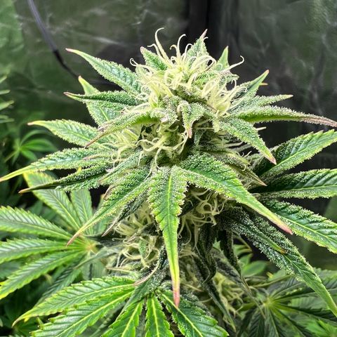 Cream Caramel #1 growlog timeline photo