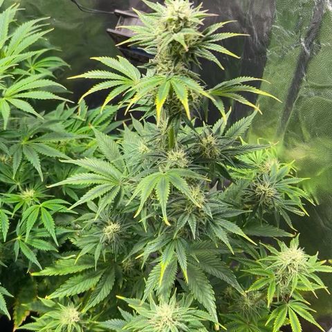 Cream Caramel #1 growlog timeline photo