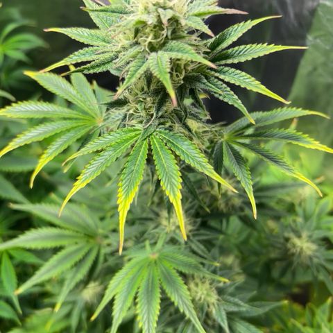 Cream Caramel #1 growlog timeline photo