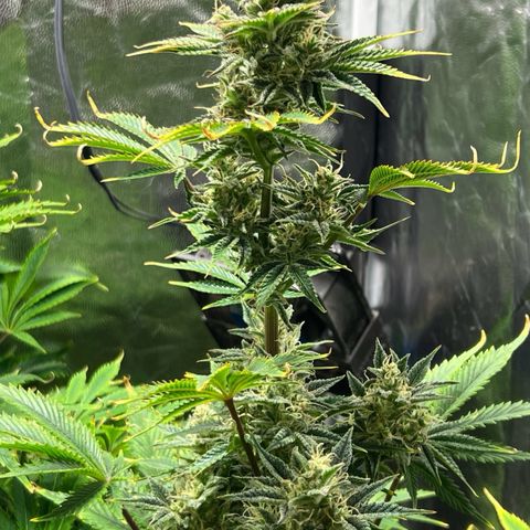 Cream Caramel #1 growlog timeline photo