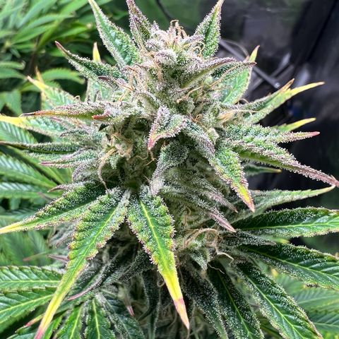 Cream Caramel #1 growlog timeline photo
