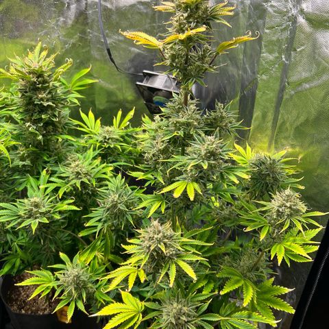 Cream Caramel #1 growlog timeline photo
