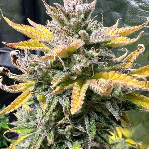 Cream Caramel #1 growlog timeline photo