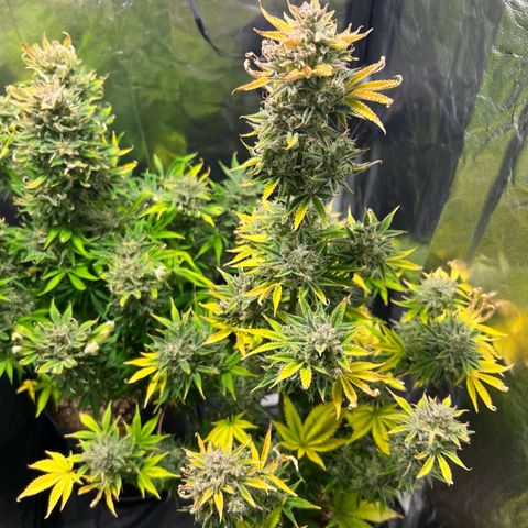 Cream Caramel #1 growlog timeline photo