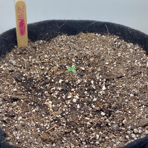Girl Scout Cookies Auto growlog timeline photo