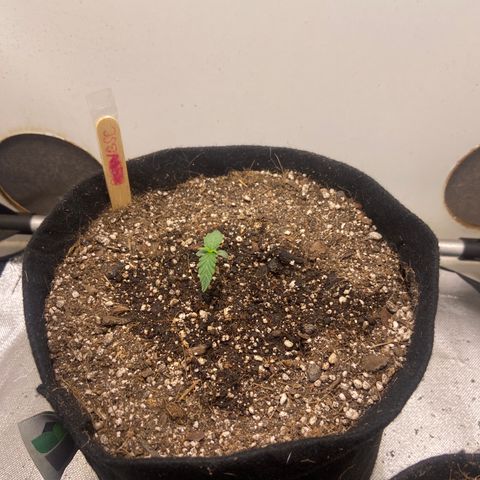 Girl Scout Cookies Auto growlog timeline photo