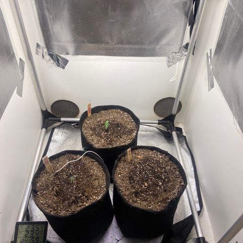 White Widow Autoflower growlog photo: plantinhas em desenvolvimento