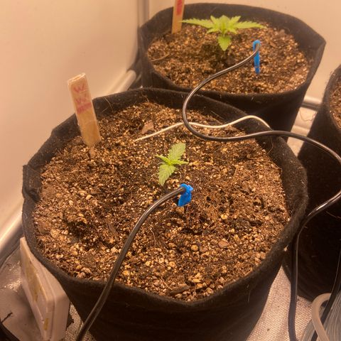 White Widow Autoflower growlog timeline photo