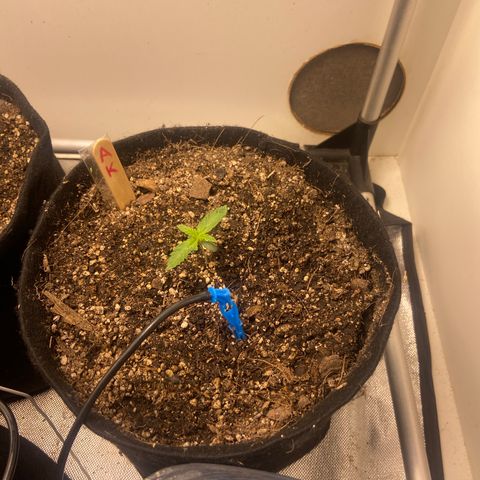 AK Auto growlog timeline photo