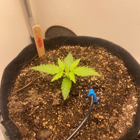 Girl Scout Cookies Auto growlog timeline photo