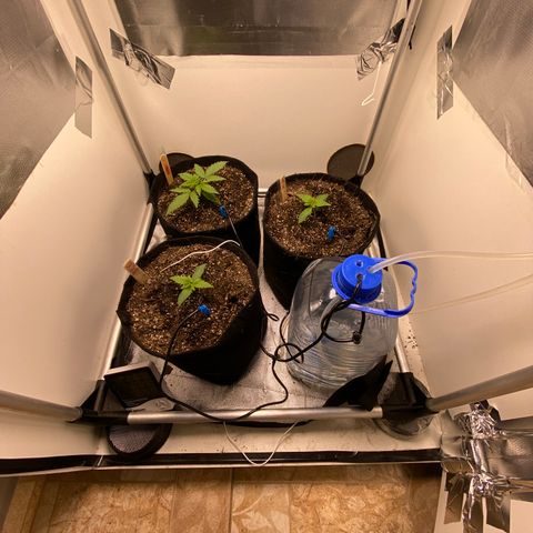White Widow Autoflower growlog timeline photo