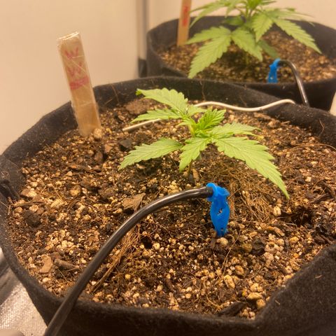 White Widow Autoflower growlog timeline photo