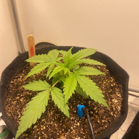 Girl Scout Cookies Auto growlog timeline photo