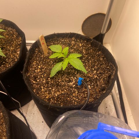 AK Auto growlog timeline photo