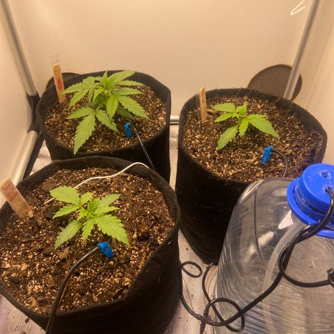 White Widow Autoflower growlog timeline photo
