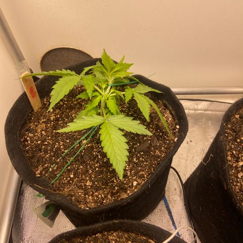 Girl Scout Cookies Auto growlog photo: LST