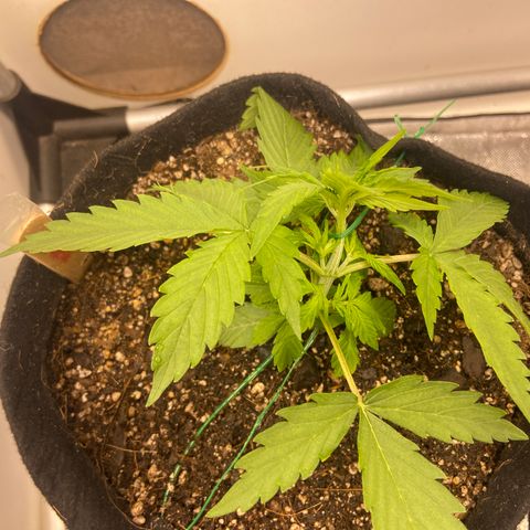 Girl Scout Cookies Auto growlog photo: LST