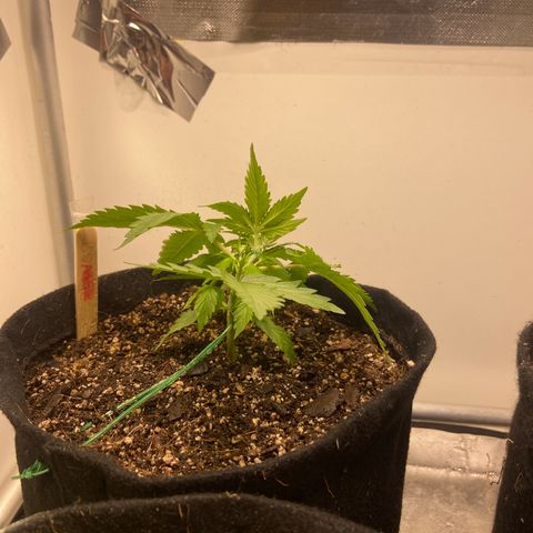 Girl Scout Cookies Auto growlog photo: LST