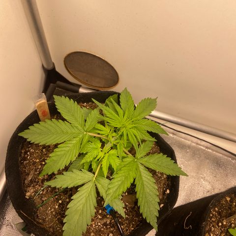Girl Scout Cookies Auto growlog timeline photo