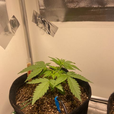 Girl Scout Cookies Auto growlog timeline photo