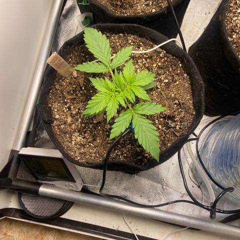 White Widow Autoflower growlog timeline photo