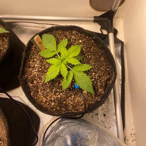 AK Auto growlog timeline photo