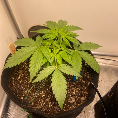 Girl Scout Cookies Auto growlog photo:  Hoje foi feita a primeira regra com Flowermind 6 ml