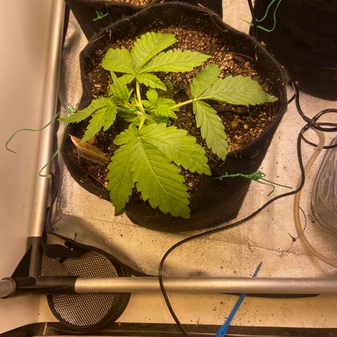 AK Auto growlog photo: LST 