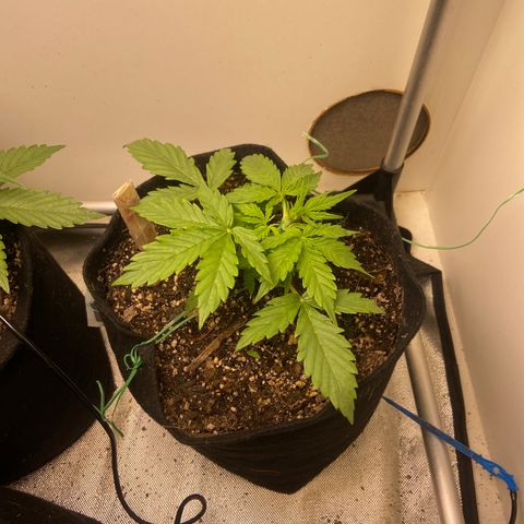 White Widow Autoflower growlog photo: lst