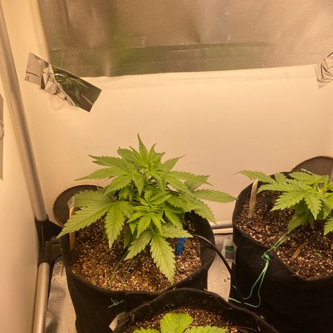 Girl Scout Cookies Auto growlog timeline photo