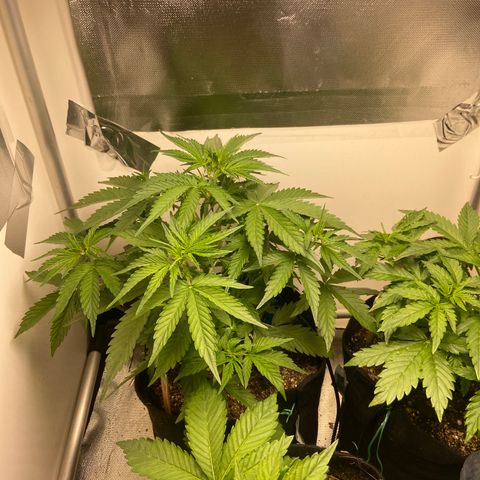 Girl Scout Cookies Auto growlog timeline photo