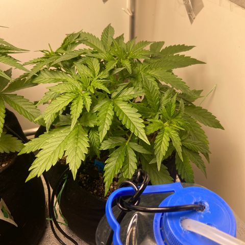 White Widow Autoflower growlog timeline photo
