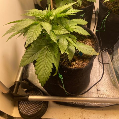 AK Auto growlog timeline photo
