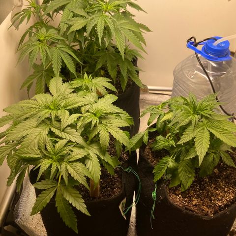 White Widow Autoflower growlog photo: Desfoliacao 