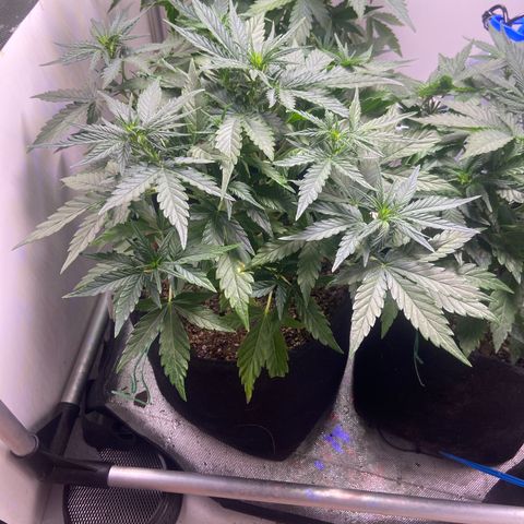 White Widow Autoflower growlog timeline photo