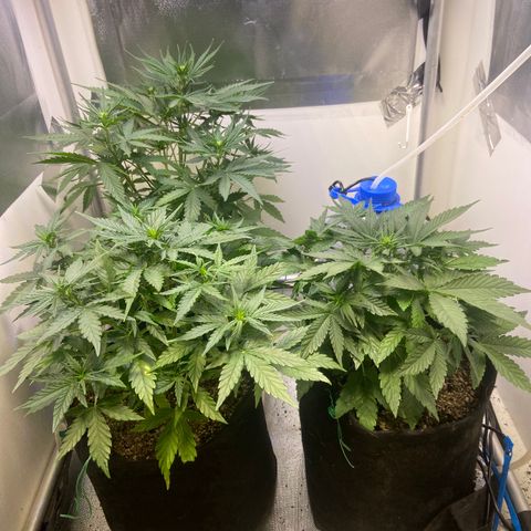 White Widow Autoflower growlog timeline photo