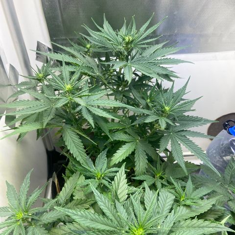 Girl Scout Cookies Auto growlog timeline photo