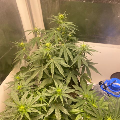 Girl Scout Cookies Auto growlog timeline photo